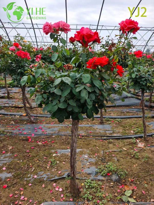 Wholesale Red Standard Rosa Chinensis Tree for Garden Landscaping Bonsai