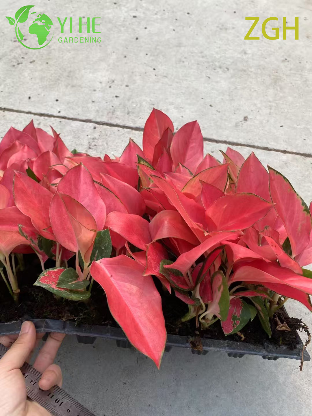 Aglaonema China Red Seedling Indoor Plant Tropical Evergreen Decorative Foliage Air Purifying