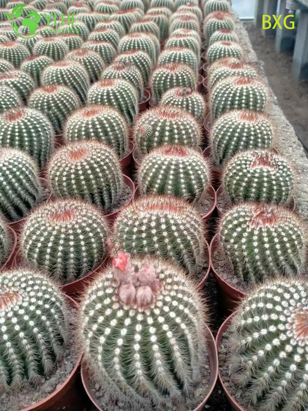 Wholesale Orange Flowering Rebutia Cactus Live Mini Plant Decor Bonsai