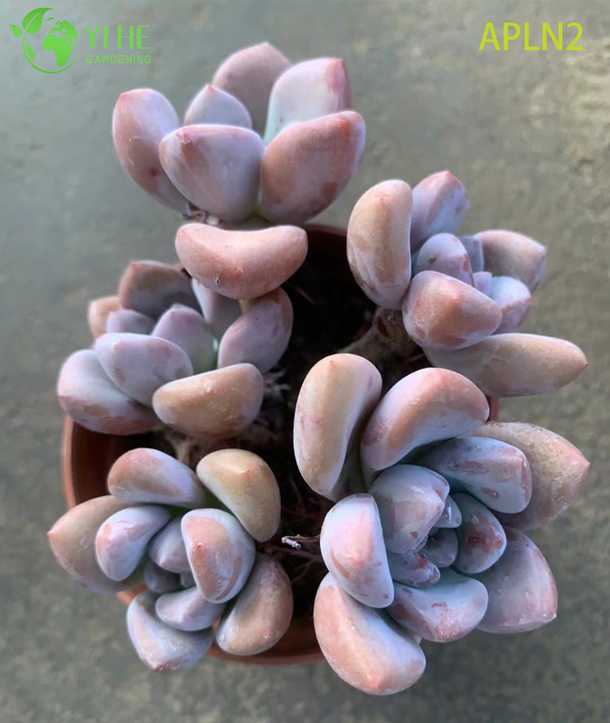 Wholesale Apricot A Grim One Mature Succulent Cluster Plant Bonsai