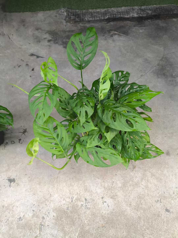 Gallon Black Cup Podocarpus