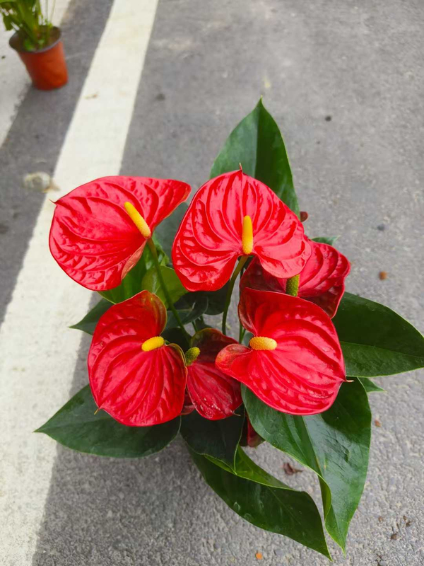 Anthurium