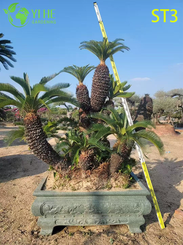 Ornate Multi - trunked Cycas Revoluta, Evergreen Tropical Ornamental Plant