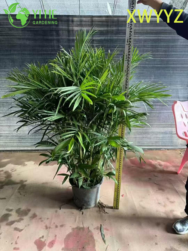 Potted Hawaiian Palm (Pritchardia gaudichaudii), Tropical Evergreen Indoor/Outdoor Decor Plant