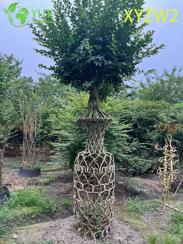 Lagerstroemia parviflora Trellis - shaped Ornamental Plant, Flowering Garden Fence Decor