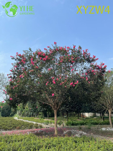 Tall Lagerstroemia parviflora, Formal Upright Ornamental Tree, Garden Landscape Specimen