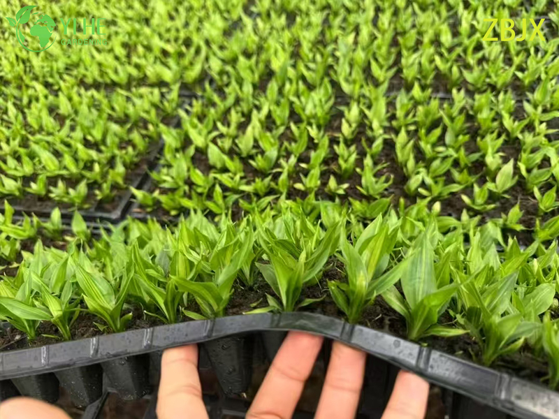 Wholesale Export Straight-Stem Gold-Center Foliage Seedlings | Tropical Ornamental Plants