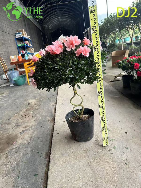 Exquisite Potted Rhododendron simsii with Ornate Bloom