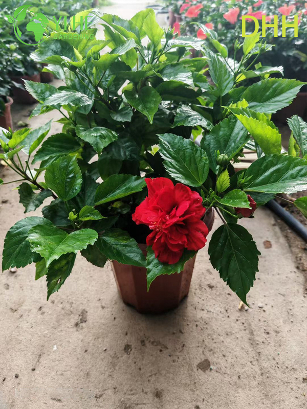 Live Red Tropical Hibiscus Tree Standard Flowering Garden Plant