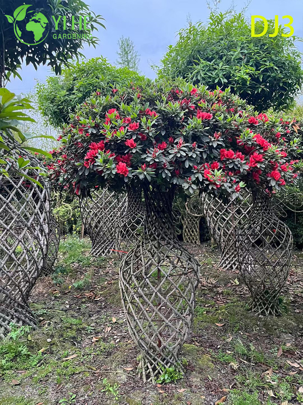 Artistic Topiary Rhododendron simsii, Ornamental Flowering Sculpture