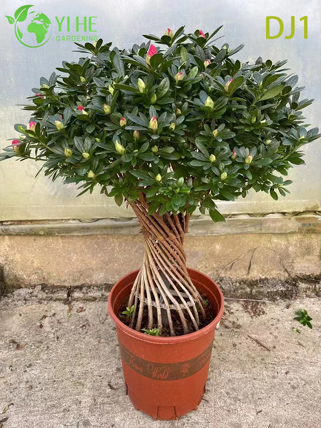 Vibrante rosa Rhododendron simsii, flor en maceta ornamental