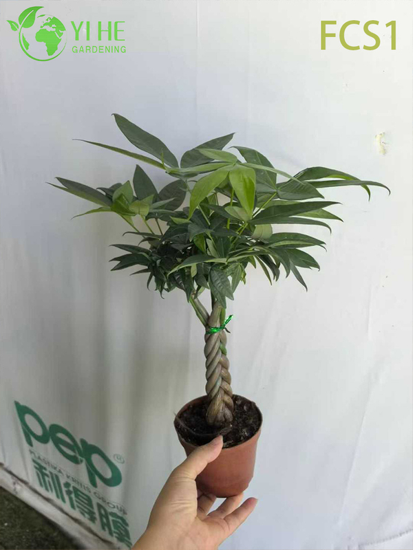 Braided Trunk Pachira macrocarpa for Indoor Decoration, Lucky Money Tree with Lush Green Leaves