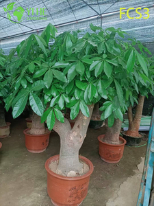 Compact Pachira macrocarpa with Unique Trunk, Lucky Indoor Decorative Money Tree