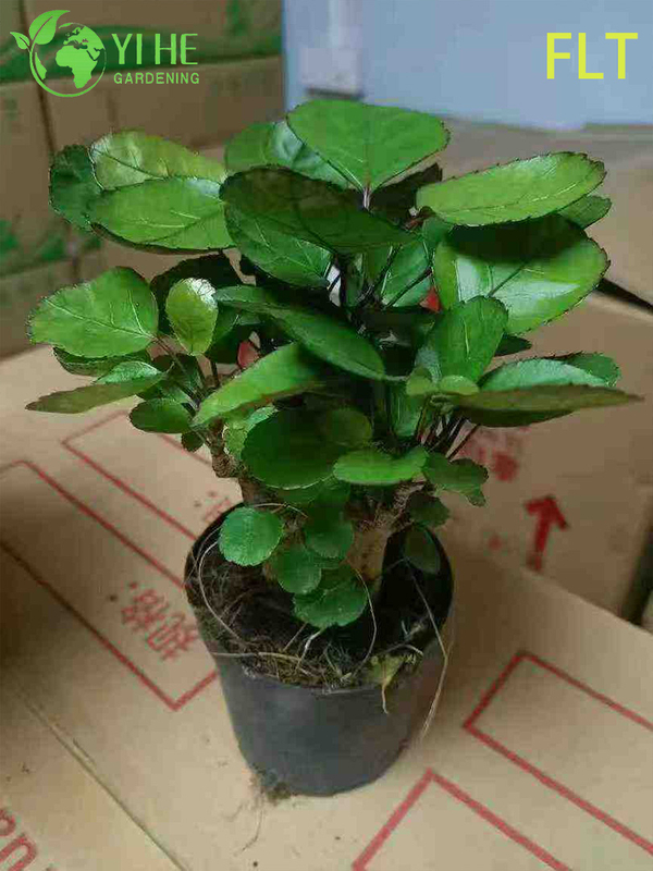 Variegated Polyscias Bonsai - Indoor Evergreen Ornamental Plant