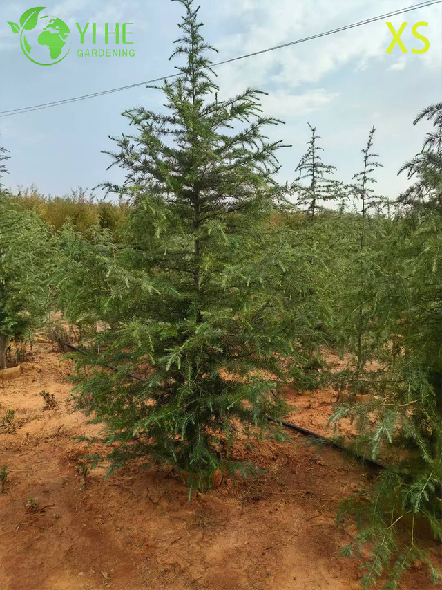 Ornamental Evergreen Cedar Tree for Wholesale Export