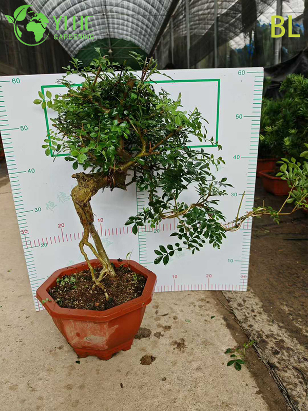 Ornamental Chinese Ash Tree for Wholesale Export