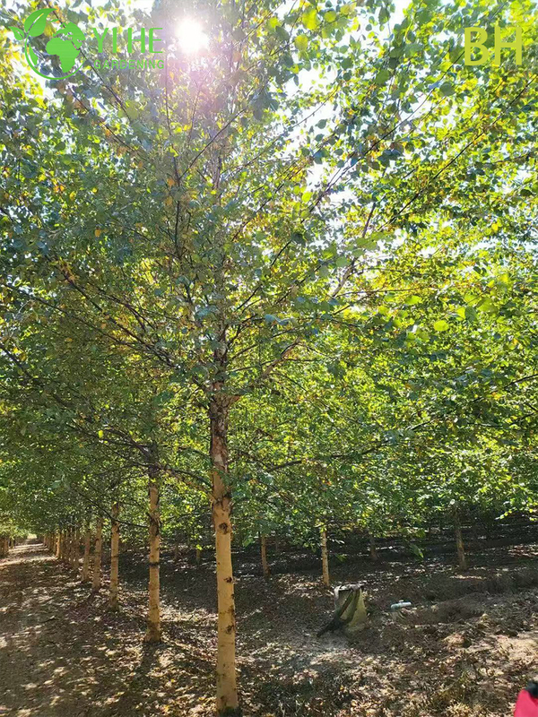 Ornamental Chinese White Birch Tree for Wholesale Export