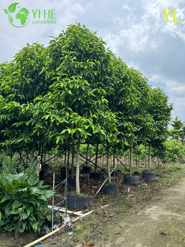 Ornamental Fragrant Magnolia Tree for Wholesale Export