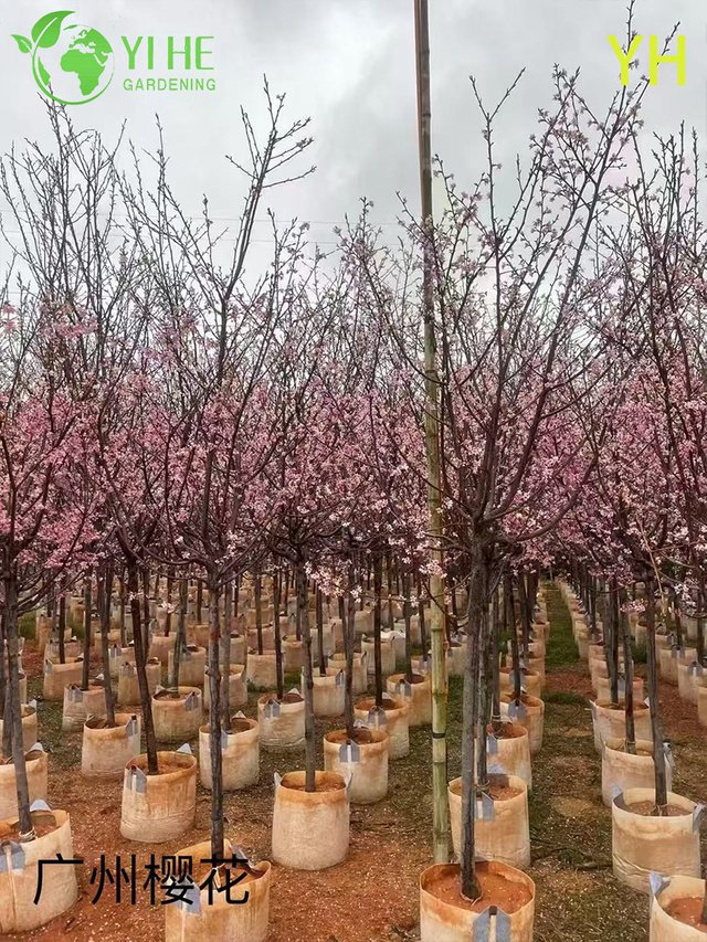 Ornamental Multi - variety Cherry Blossom Tree for Wholesale Export