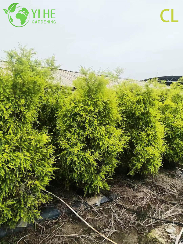 Ornamental Weeping Willow Tree for Wholesale Export