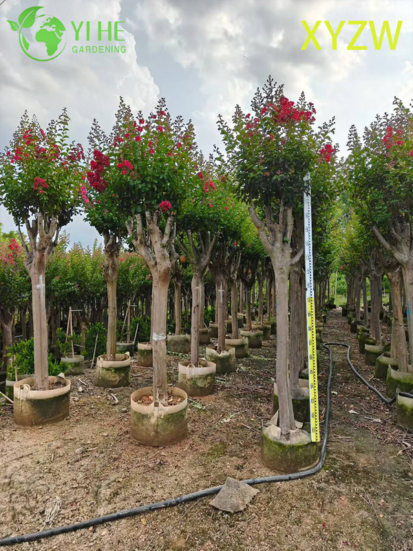 Ornamental Dwarf Crape Myrtle Tree for Wholesale Export