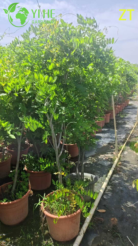 Ornamental Fragrant Wisteria Vine for Wholesale Export Tree