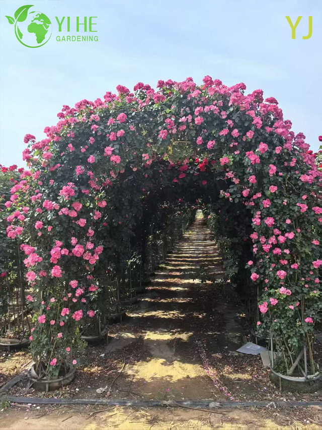 Ornamental Multi - colored Rose Plant for Wholesale Export