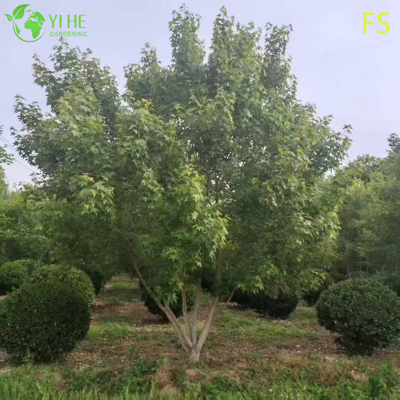 Ornamental Japanese Maple Tree for Wholesale Export