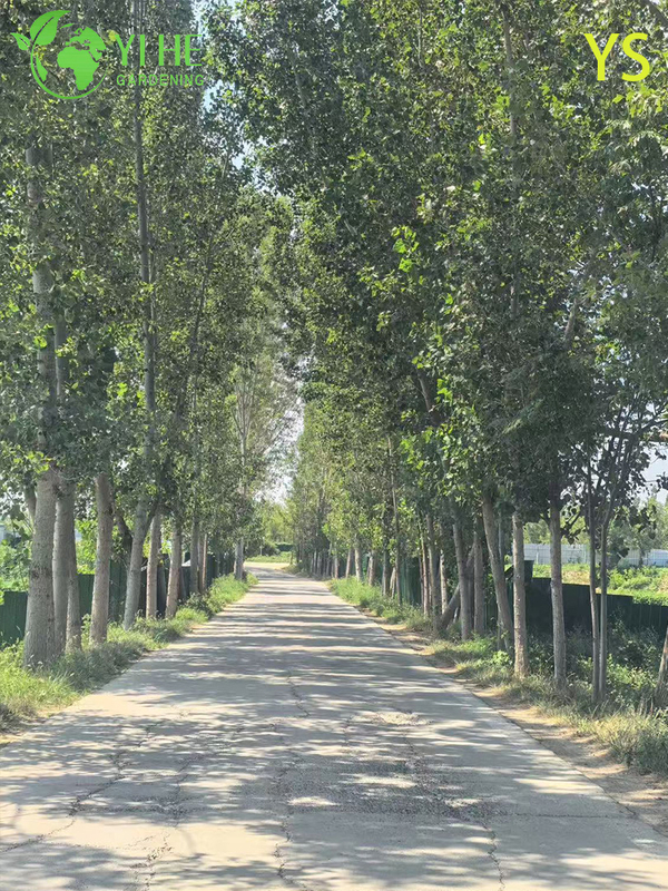 Ornamental Fast - Growing Poplar Tree for Wholesale Export