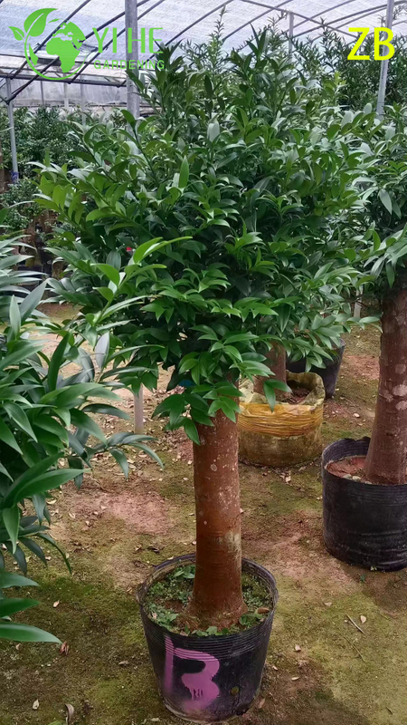 Wholesale Buddhist Pine Podocarpus Live Evergreen Specimen Tree Bonsai