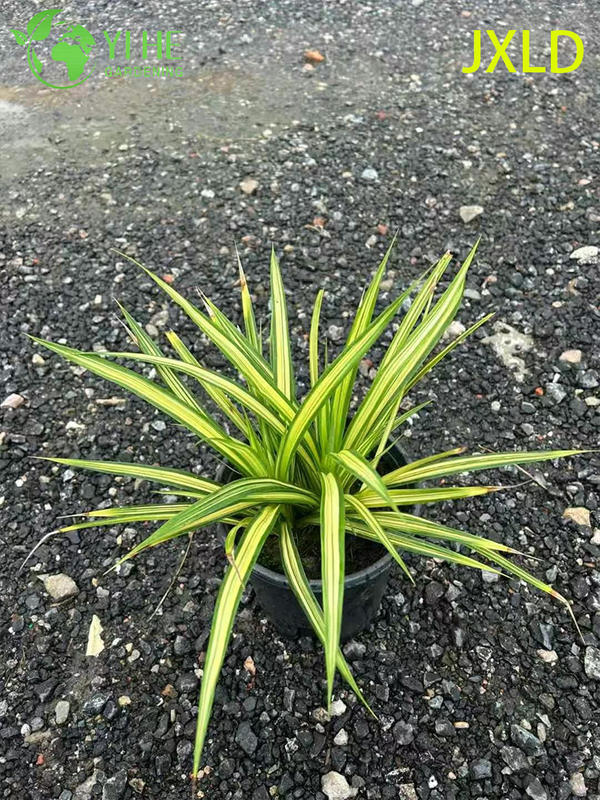 Wholesale Variegated Golden Screw Pine Live Pandanus Plant Bonsai