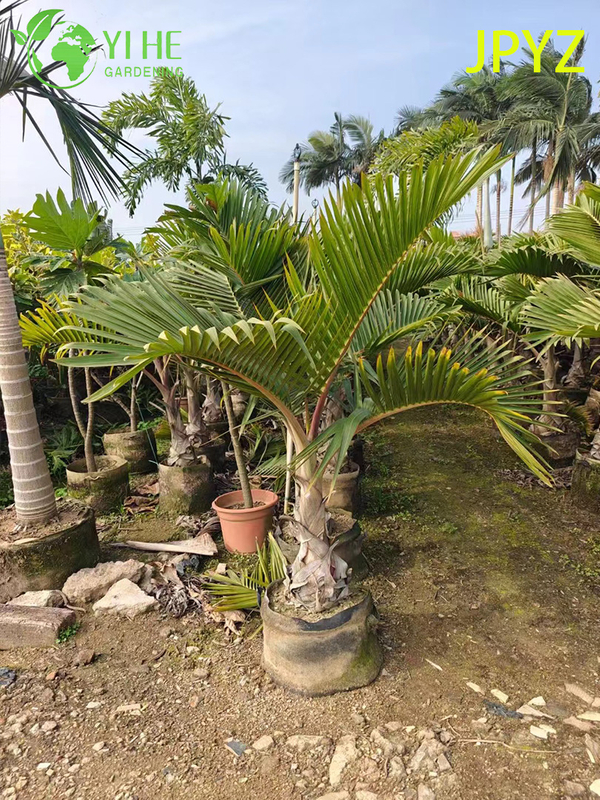 Wholesale Specimen Bottle Palm with Unique Swollen Trunk Tree