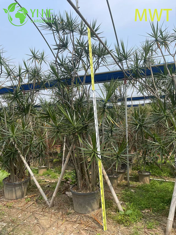 Wholesale Red-Edged Dracaena Marginata Live Multi-Stem Plant Bonsai