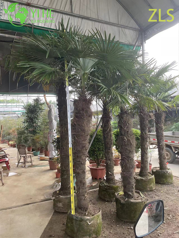 Wholesale Cold Hardy Windmill Palm for Landscape Projects Tree