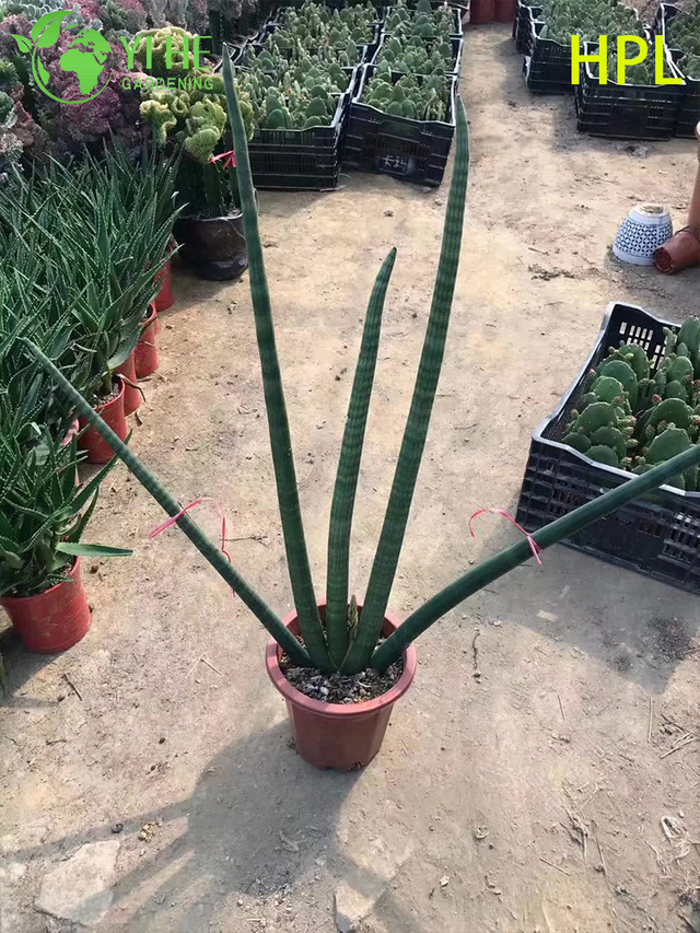 Evergreen Sansevieria Trifasciata Snake Plant for Indoor Decor