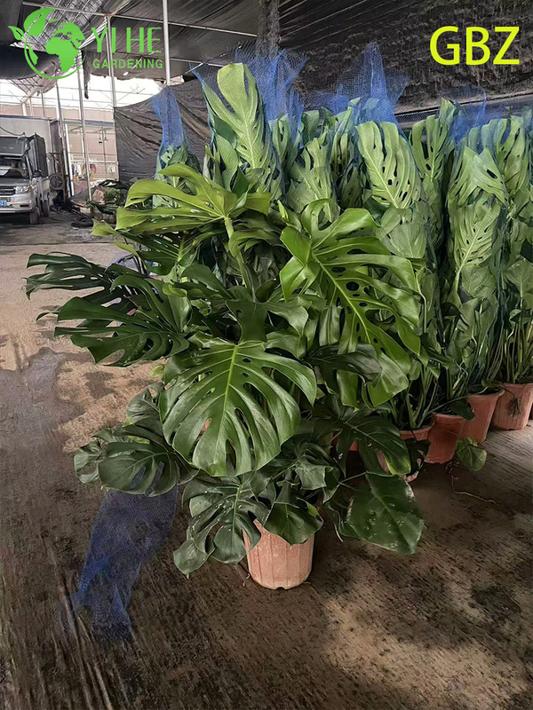 Tropical Young Monstera Deliciosa Potted Plant - Evergreen Air - Purifying Indoor Greenery