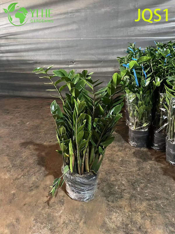 Evergreen Zamioculcas Zamiifolia Money Tree for Indoor Decor
