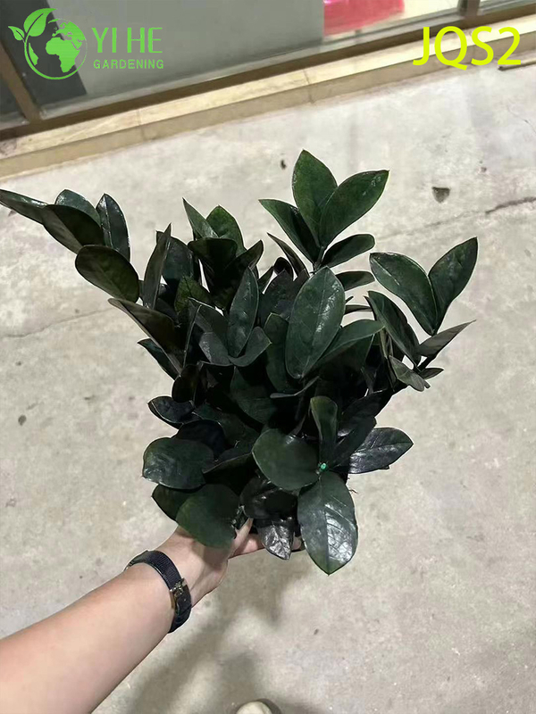 Low - Maintenance Zamioculcas Zamiifolia Money Tree for Indoor Spaces