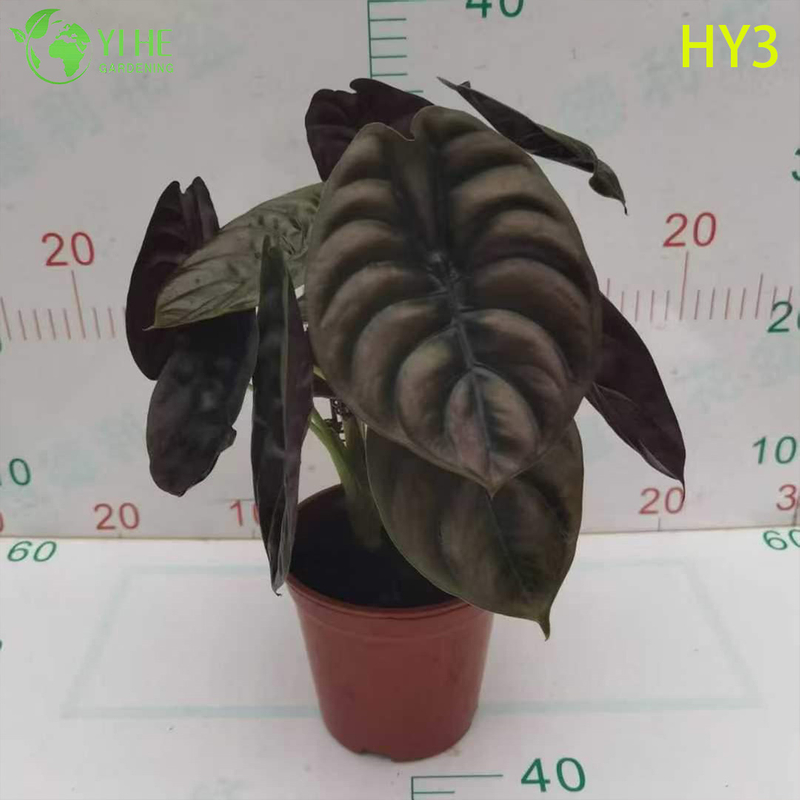 Exotic Foliage Alocasia Potted Plant - Diverse Leaf - Patterned Tropical Greenery