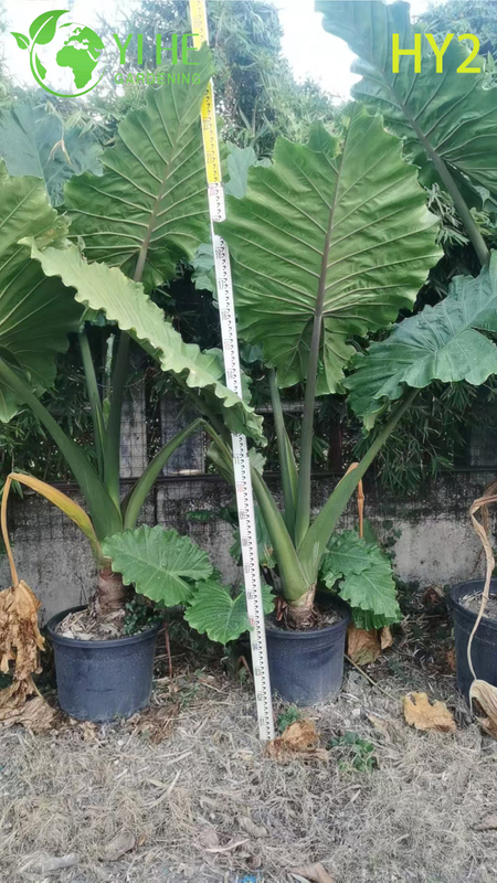 Large - Leafed Tropical Alocasia Potted Plant - Evergreen Indoor & Outdoor Decor Greenery