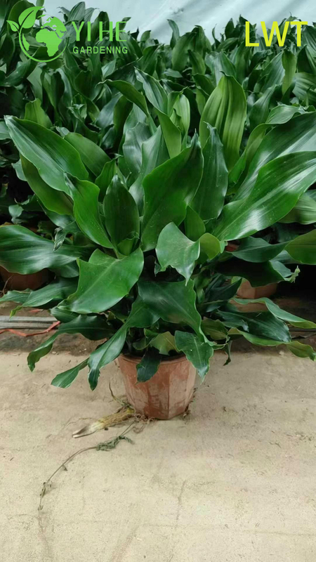 Evergreen Variegated Dracaena Deremensis Compacta Gold for Indoor Decor Plant