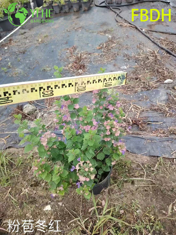 Premium Rosa Hochblatt Winterroter Strauch Zierpflanze in Großhandelsexportqualität