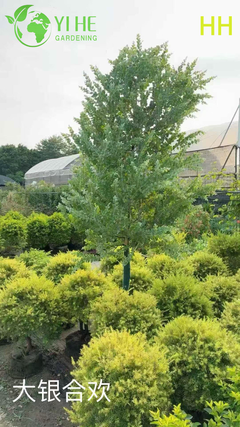 Wholesale Export Quality Albizia Julibrissin Ornamental Flowering Tree