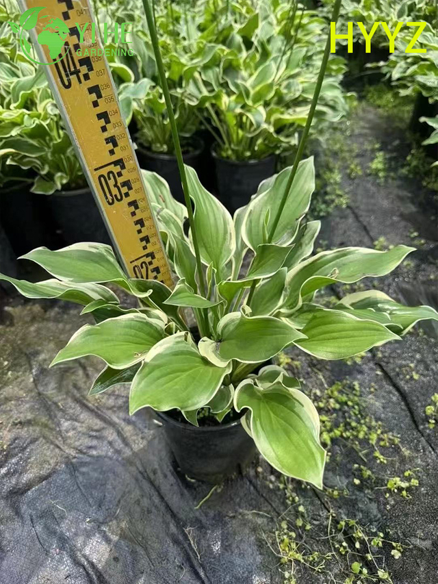 Cesta de jade com folhas variadas de exportação por atacado, suculentas ornamentais de qualidade premium