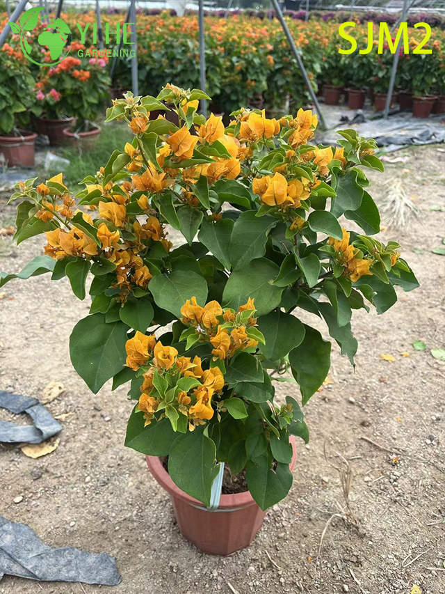 Comercio al por mayor de plantas vivas de árboles estándar de buganvilla para bonsais de jardín de patio