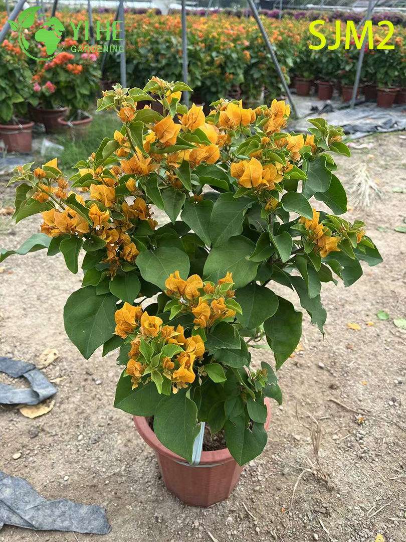 Wholesale Bougainvillea Standard Tree Live Plant for Patio Garden Bonsai