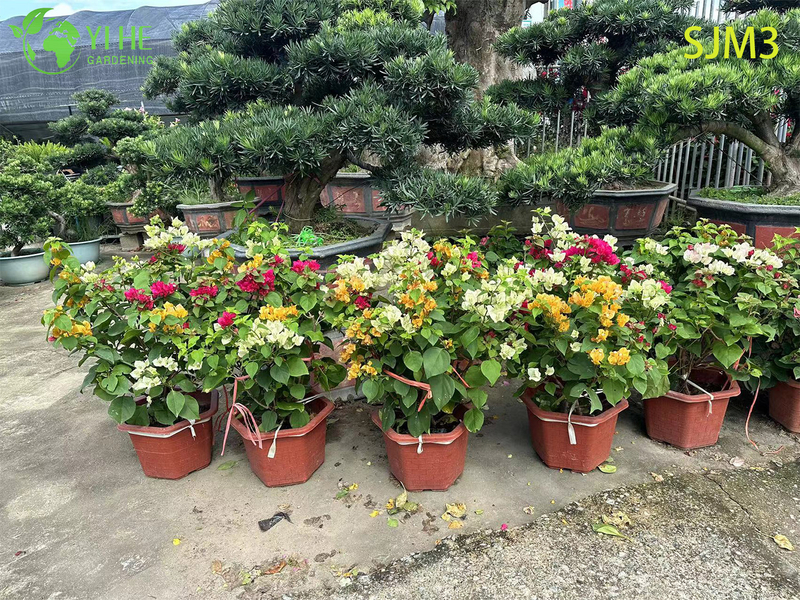 Wholesale Large Bougainvillea Specimen Tree for Outdoor Landscape Bonsai