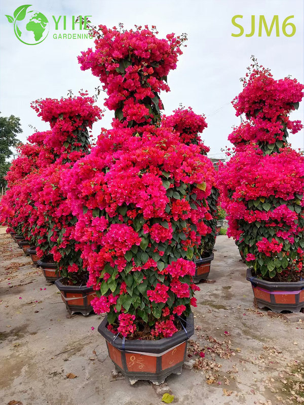 Wholesale Columnar Bougainvillea Topiary Tree Architectural Garden Plant Bonsai