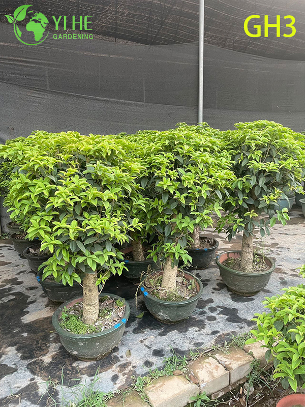 Potted Globular - shaped Osmanthus Fragrans Bonsai Tree
