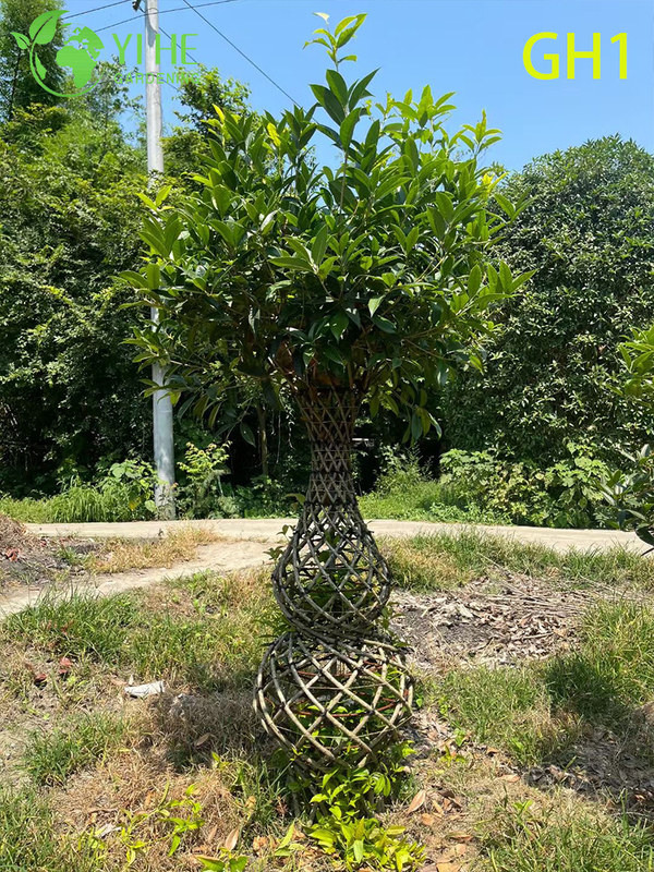 Ornamental Vase - Shaped Osmanthus Fragrans Tree, Mature Decorative Outdoor Plant